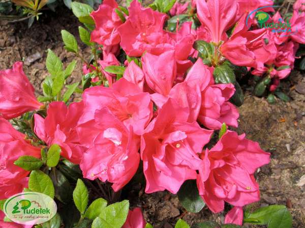 Azalia japońska Tornella